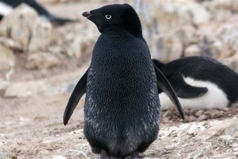 penguin black penguin rdeeeepioskins