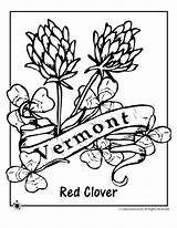 Coloring Vermont Pages State Flower Flag Getcolorings Kids Flowers Printable Color sketch template