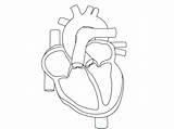 Heart Coloring Diagram Pages Human Anatomy Printable Color Getcolorings sketch template