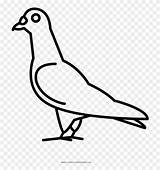 Pigeon Pinclipart Webstockreview sketch template
