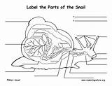 Snail Anatomy Parts Label Labeling Homeschool Kids Montessori Google Search Nature Exploring Snails Exploringnature Choose Board Science Pdf sketch template