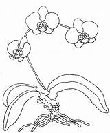 Coloring Orchid Pages Orchids Getcolorings Color Pag Getdrawings sketch template
