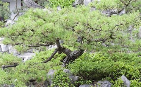 grow  care  japanese black pine
