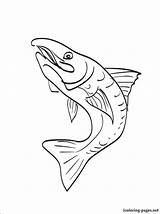 Trout Getcolorings sketch template