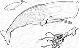 Baleine Animaux Coloriage Coloriages Whale sketch template