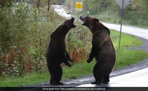grizzly bear fight caught  camera  million views  video