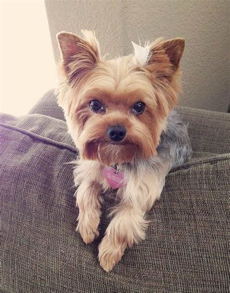 yorkie haircuts pictures coolest yorkshire terrier haircuts