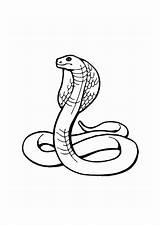 Cobra Kobra Malvorlage Coloriage Serpiente Cobras Ausdrucken Grandes Serpientes Kleurplaten Egyptian sketch template