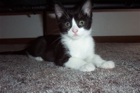 very cute black and white kittens kittens photo 41560055 fanpop