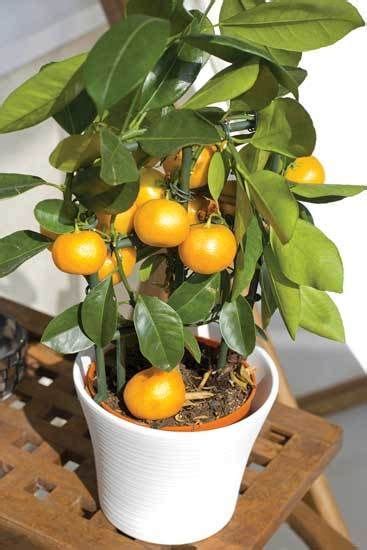 grow citrus  pots indoors organic gardening heirloom gardener