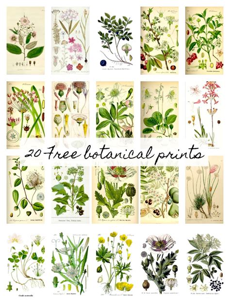 botanical prints  easy diy wall hanging  house