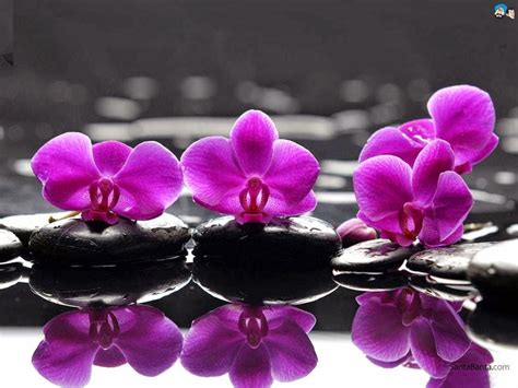 purple orchid spa