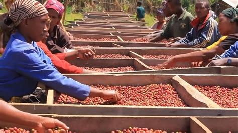 preserving ethiopias arabica coffee  forests   sustainable future
