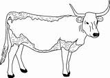 Coloring Longhorn Pages Texas Cow Popular sketch template