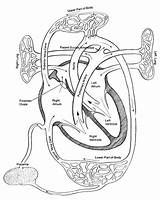 Circulation Fetal Heart Disease Figure Congenital sketch template