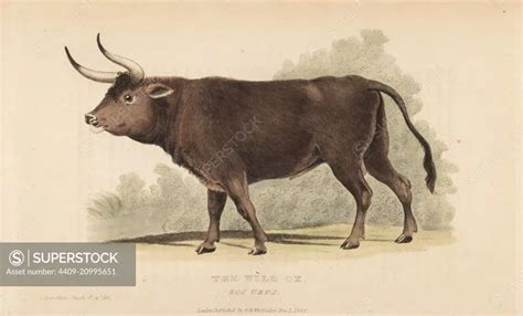 aurochs bos primigenius extinct wild ox bos urus handcoloured