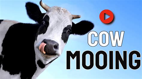 Mooing Cow