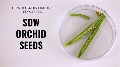 grow orchids  seed orchid seed sowingflasking dry pod