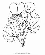 Veilchen Violetta Viola Violete Malvorlage Fiori Colorat Viorele Toporasi Desene Blumen Planse Natura Ausmalen Ghiocei sketch template