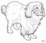 Newfoundland Coloring Pages Dog sketch template