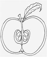Apple Parts Coloring Pages Nomenclature Cards Nicepng sketch template