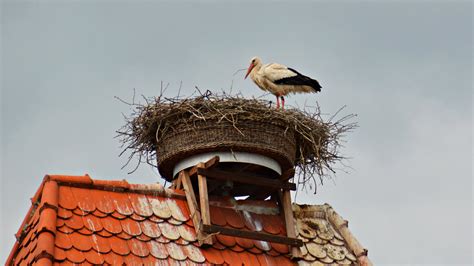 storch einer der stoerche von ringleben im nest auf dem dac flickr