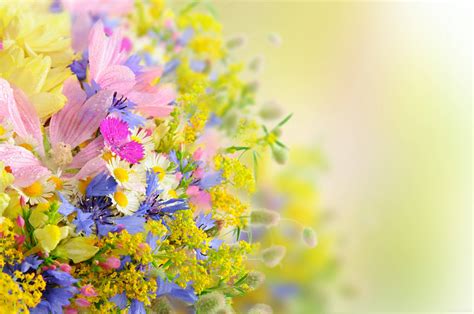 flowers  backgrounds wallpaper cave
