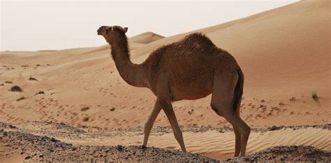 30 most incredible facts about camels the fact site