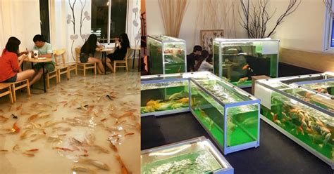 vietnam cafe  fish swim  diners accused  animal cruelty