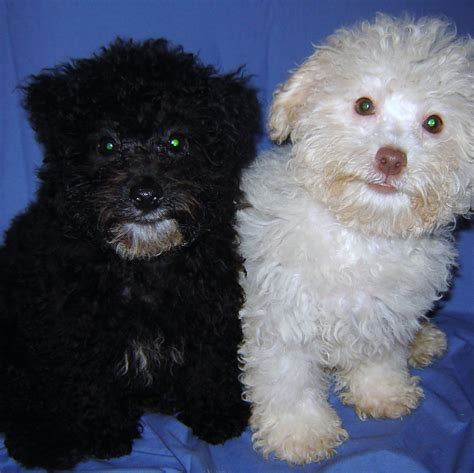 poodle puppy pictures