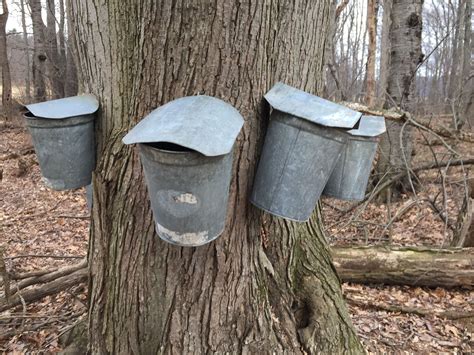maple sugaring  dauphin county pennlivecom