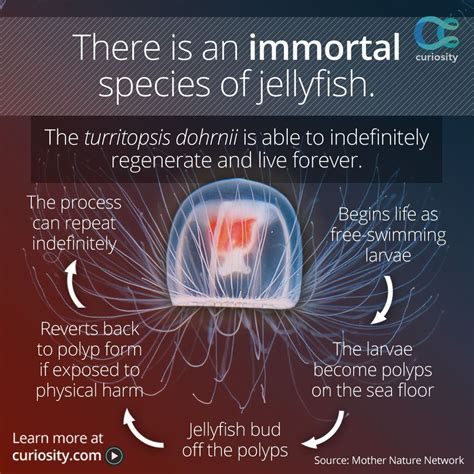 account suspended jellyfish immortal fun facts  animals