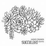 Succulent Plants Vector Coloring Drawn Hand Succulents Drawing Book Print Outline Background Graphic Tattoo Premium Illustration Cactus Set Drawings 123rf sketch template
