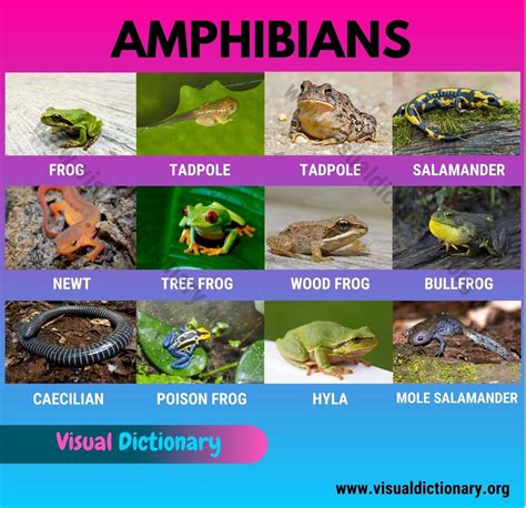 types  amphibians list