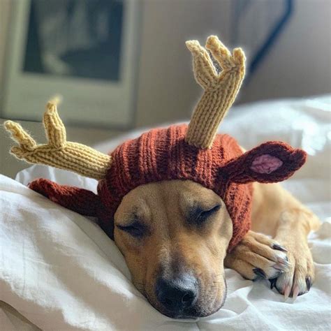 dog ear warmer reindeer ear warmers handmade knitting knitting