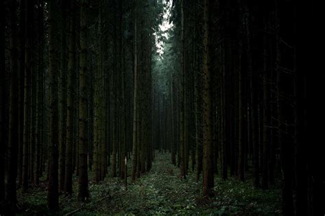 world s most haunted forests