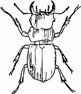 Beetle Stag Clipart Designlooter Library Clipartkey sketch template