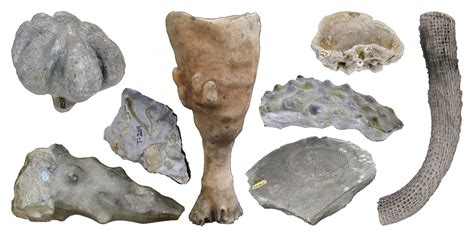 arriba  imagen fossil identification guide ecovermx