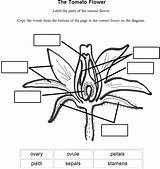 Flowers Part Flower Worksheets Parts Label Labels Worksheet Labeling Plant Diagram Via sketch template