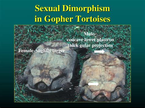Ppt The Gopher Tortoise Powerpoint Presentation Free