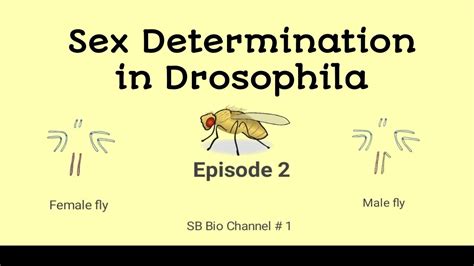 sex determination in drosophila episode 2 in bengali