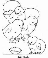 Coloring Baby Chick Color Group Kidsplaycolor Pages Chicks Four Colouring sketch template