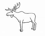 Coloring Moose Elk Pages Bull Drawing Cartoon Printable Outline Step Print Color Easy Template Draw Planet Little Big Paintingvalley Simple sketch template