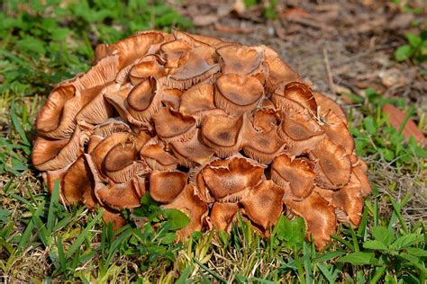 yard mushrooms photograph   erickson