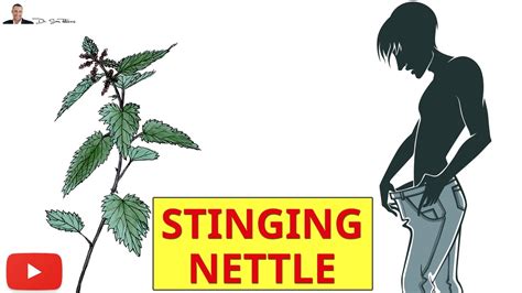 how to increase quickly your sex drive libido and testosterone naturally with stinging nettle