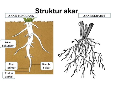 jenis jenis akar tumbuhan  fungsinya dosenbiologicom