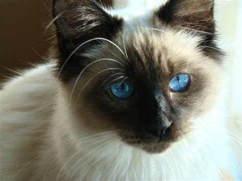 beautiful seal point balinese     cat blue