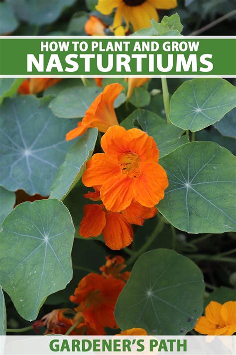 plant  grow nasturtium flowers gardeners path