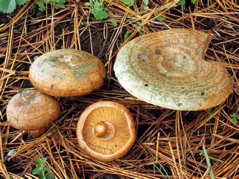 California Fungi Lactarius Deliciosus