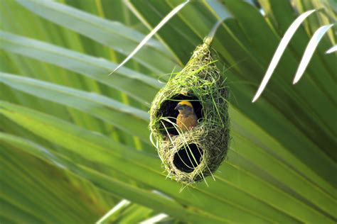 types  bird nests